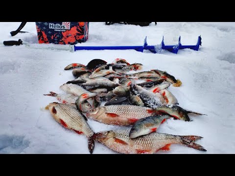 Видео: ВСЯ РЫБА  В ЭТОМ КАРЯЖНИКЕ!!! Рыба чувствует весну!!! Река Сок, по старицам!
