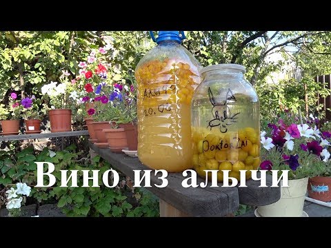 Видео: ДОМАШНЕЕ  ВИНО из АЛЫЧИ + АЛЫЧЕВАЯ НАСТОЙКА. Босяцкая кухня.