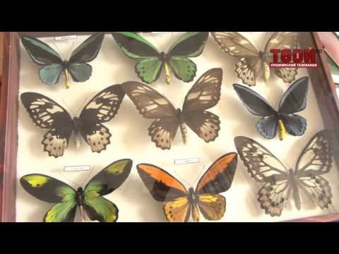 Видео: Все началось с капустницы