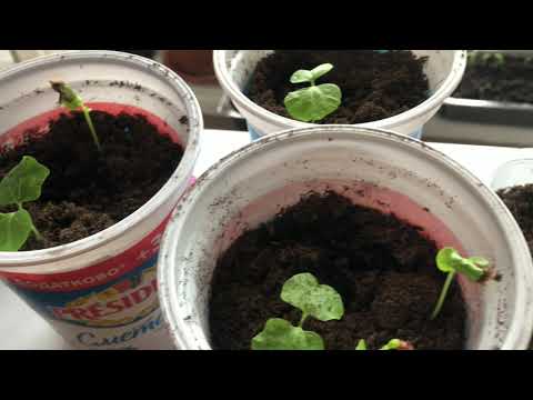 Видео: Гибискус из семян в домашних условиях