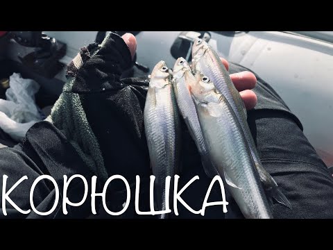 Видео: Ловля Корюшки с Лодки. Дамба ЮГ. Финский Залив. (Из неизданного 27.12.2019)