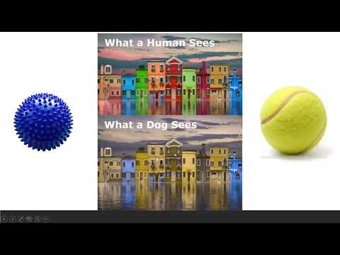 Видео: Ястребов О. В. - Мифы в офтальмологии кошек и собак