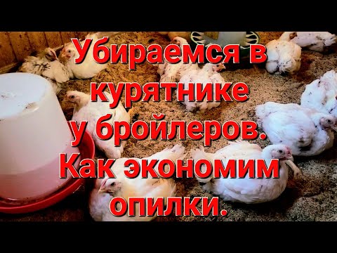 Видео: Убираемся в курятнике у бройлеров. Как экономим опилки.