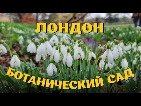 Видео: Лондон. Королевские ботанические сады Кью. Февраль 2025