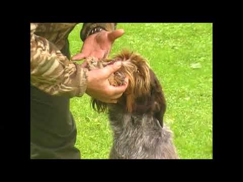 Видео: Апортировка живого перепела