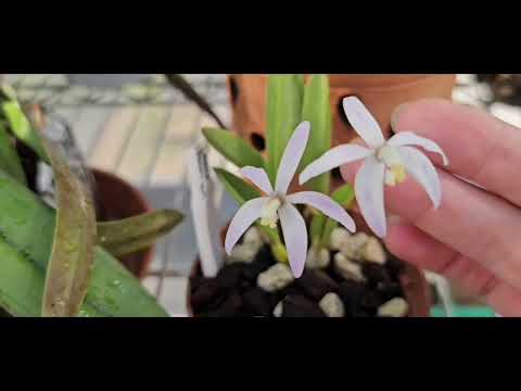 Видео: Цветение моих Орхидей Осень 2025