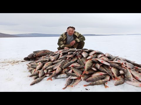 Видео: ЭТИ ОКУНЯ ЛОМАЮТ КРЮЧКИ! Рыбалка в Бурятии