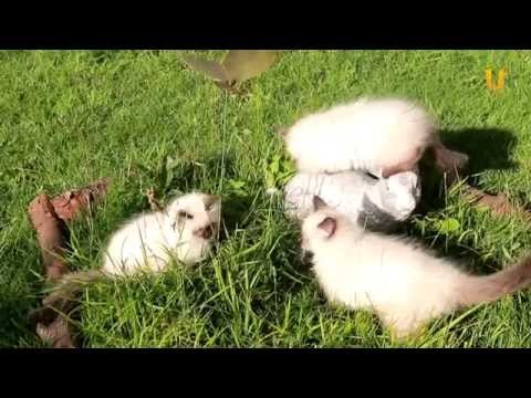 Видео: Глазами животных #208. Порода кошек: Невская маскарадная.