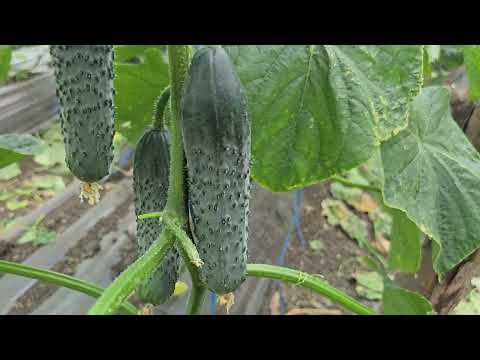 Видео: Сравнение огурцов Мадрилене F1 и Корвин F1.