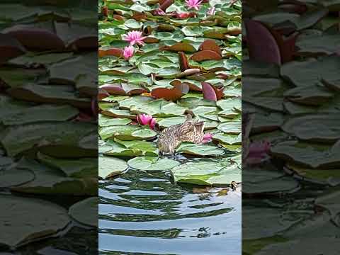 Видео: Утка и кувшинка