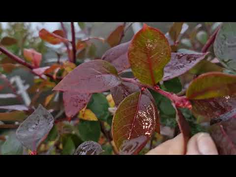 Видео: Как завязываются плодовые почки на голубике?