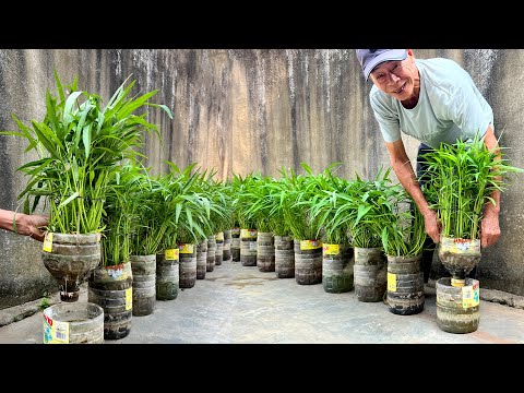 Видео: Никакого сада, никакого полива— безумно простой способ выращивать овощи, которые нравятся миллионам!