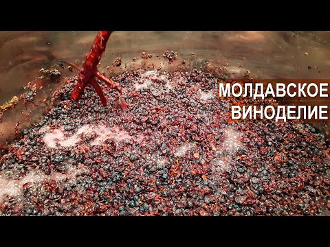 Видео: Молдавское виноделие. Питомник Vitis-Cojusna. Республика Молдова