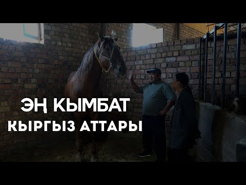 Видео: 60 миң долларга бааланган кыргыз аты