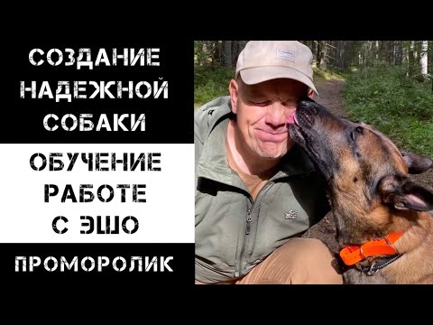 Видео: Работа с ЭШО. Подробности - в описании.