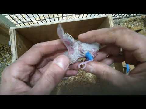 Видео: Лечение вертолёта. у птенцов разъехались лапы