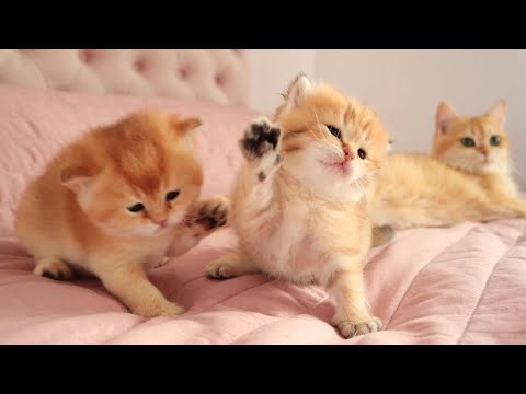 Видео: 🥊 Кто Победит в этой БИТВЕ? Смешные Маффин и Сникерс