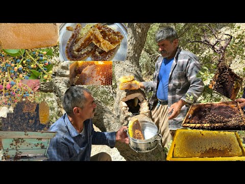 Видео: Кочевая культура🍯🐝 | Секрет сбора самого вкусного дикого кочевого мёда🍯