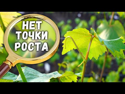 Видео: Почему на лозе винограда нет точки роста?