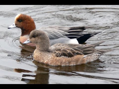 Видео: Свиязь. Западно-Сибирская равнина