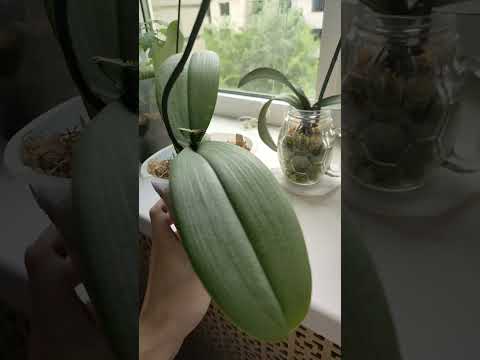 Видео: Орхидеи цветущие и не цветущие дома🌼👍
