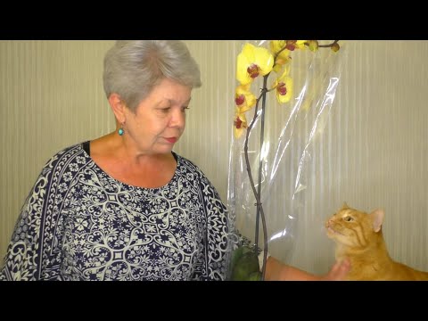 Видео: РАЗБИРАЕМ КОРНИ Орхидеи СРАЗУ ПОСЛЕ ПОКУПКИ!!! ПОЧЕМУ?  РОЗОВЫЕ ЗАЛИТЫЕ КОРНИ Орхидеи!!!