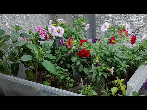 Видео: Обзор стеллажей с рассадой и черенками цветов в коридоре.🌺🌺🌺