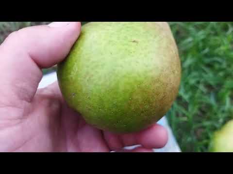 Видео: Обзор груш,Феерия,Мраморная,Просто Мария.