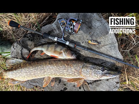 Видео: Цей ратлін врятував рибалку - Jackall TN60 FT. Залікова щука та окуні.