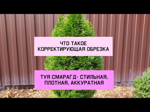 Видео: Что такое корректирующая обрезка.Туя Смарагд - стильная, плотная, аккуратная.