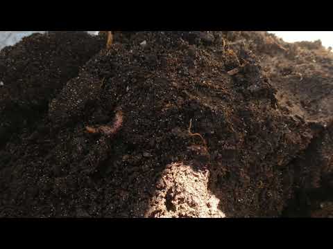 Видео: Биогумус - что это такое и как его производят
