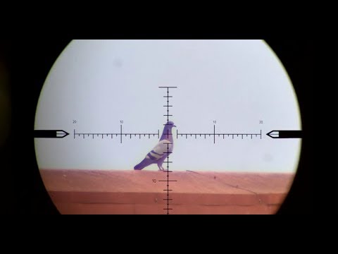 Видео: Бей их жестко. Бей их рано.