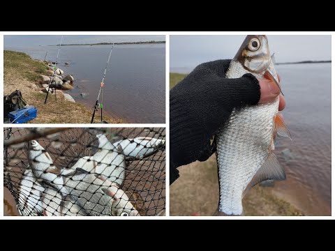 Видео: Рыбалка в Ленинградской обл., река Волхов. Донка. Клюёт как с пулемёта..