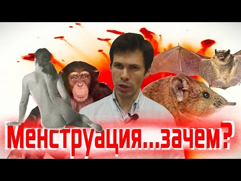 Видео: МЕНСТРУАЦИЯ...ЗАЧЕМ? (гипотезы и обсуждение)