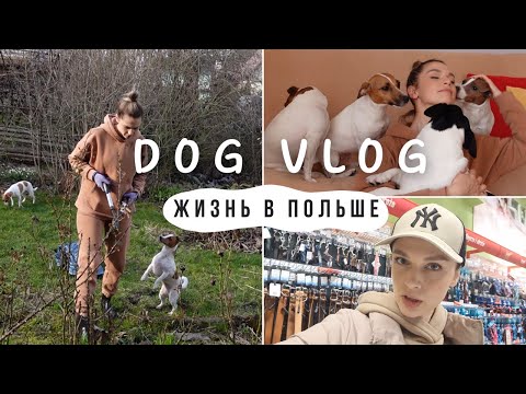 Видео: DOG VLOG: О Жизни в Польше, Стоимость, Впечатления, в Доме с Собаками, Сажаю Помидоры, Зоомагазин