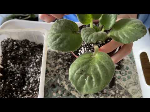 Видео: Спасение фиалок #фиалки #сенполии