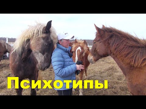 Видео: Психология молодой лошади или  почему они разные.