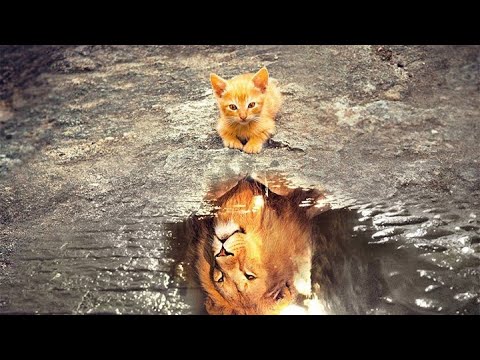 Видео: Зрелость