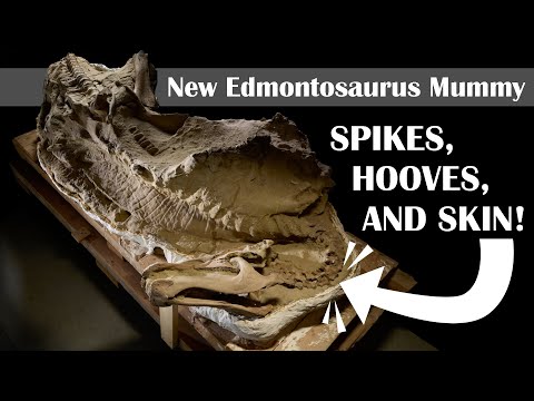 Видео: Новые мумии эдмонтозавров: шипы, копыта и кожа!
