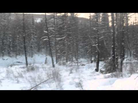 Видео: Как меня с пальмой атаковали волки на промысле в тайге.