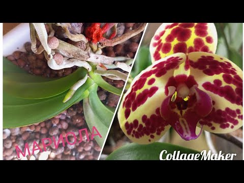 Видео: 26.10.2025. ОРХИДЕЯ ,, МАРИОЛА,, ПЕРЕСАДКА 🌺🌱☀️
