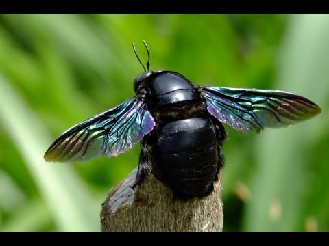 Видео: Как избавиться от пчелы плотника, древоточца