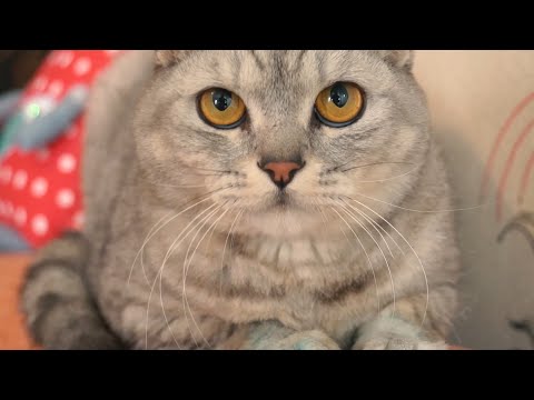 Видео: Кот – Велесов зверь