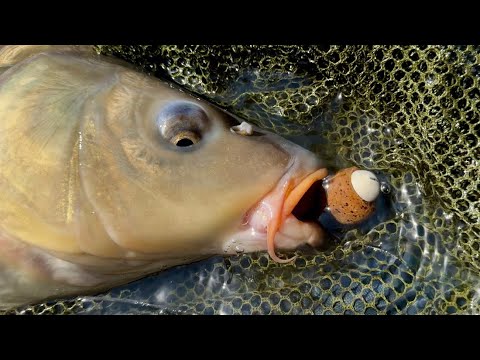 Видео: Рыбалка с ночевкой. Карпфишинг летом 2024. Ловля карпа и сазана летом. День рождение на рыбалке!