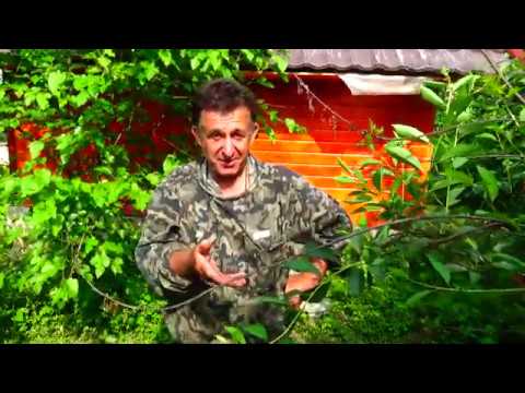 Видео: Заселение Колоды роями из ловушек