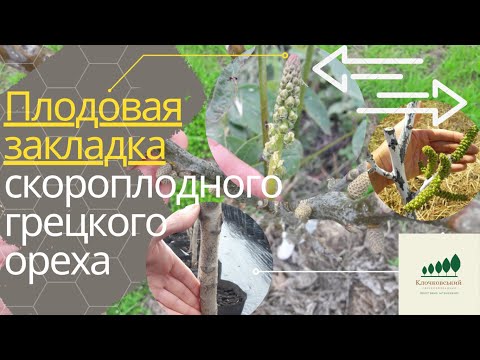 Видео: #6: Грецкий орех Кочерженко ПРИВИТЫЕ саженцы - ЗАКЛАДКА УРОЖАЯ: 1-й, 2-й год // Kocherzhenko walnut