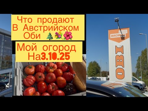 Видео: ЧТО ПРОДАЮТ В АВСТРИЙСКОМ ОБИ 🎄🌺💐 МОЙ ОГОРОД 3.10.25 👩‍🌾