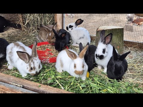 Видео: КРОЛИКИ🐇РАЗВЕДЕНИЕ КРОЛИКОВ🐇🐇🐰🐰🐇🐰