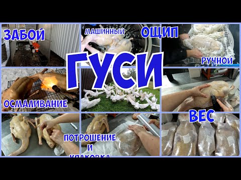 Видео: ЗАБОЙ ГУСЕЙ. Он трудный самый! ОЩИП И ПОТРОШЕНИЕ.