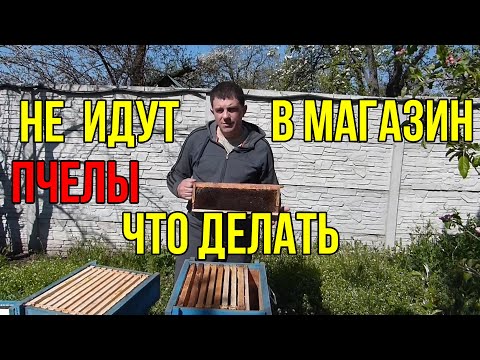 Видео: Почему пчелы не идут в магазин. что делать.Как получить товарный мед с рапса со слабых семей